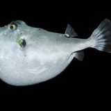 Pesce palla